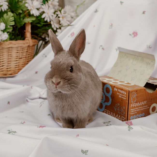 Be Hoppy Pop-Up Foil
