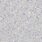 Holo Grail