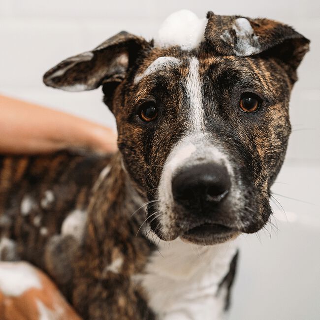 DOGGY'POO Shampoo